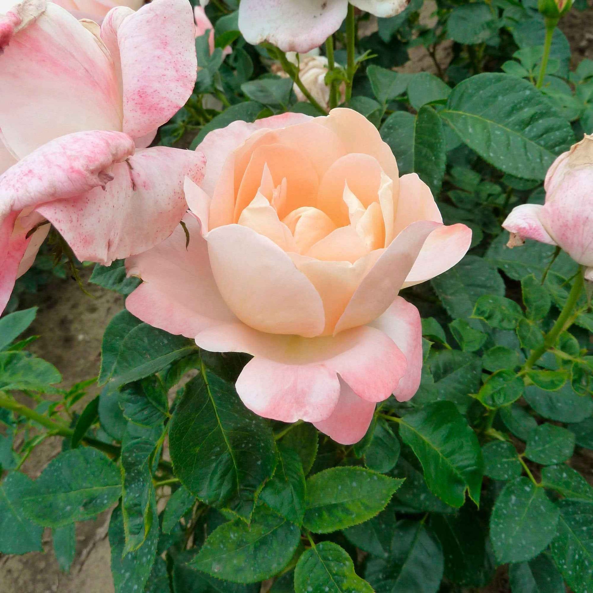 Rosier à grandes fleurs Rosa 'Isabelle Autissier'® Rose-Jaune - Espèces de plantes