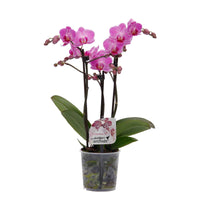 Orchidée papillon Phalaenopsis 'Vienna' Rose - Collection colorée