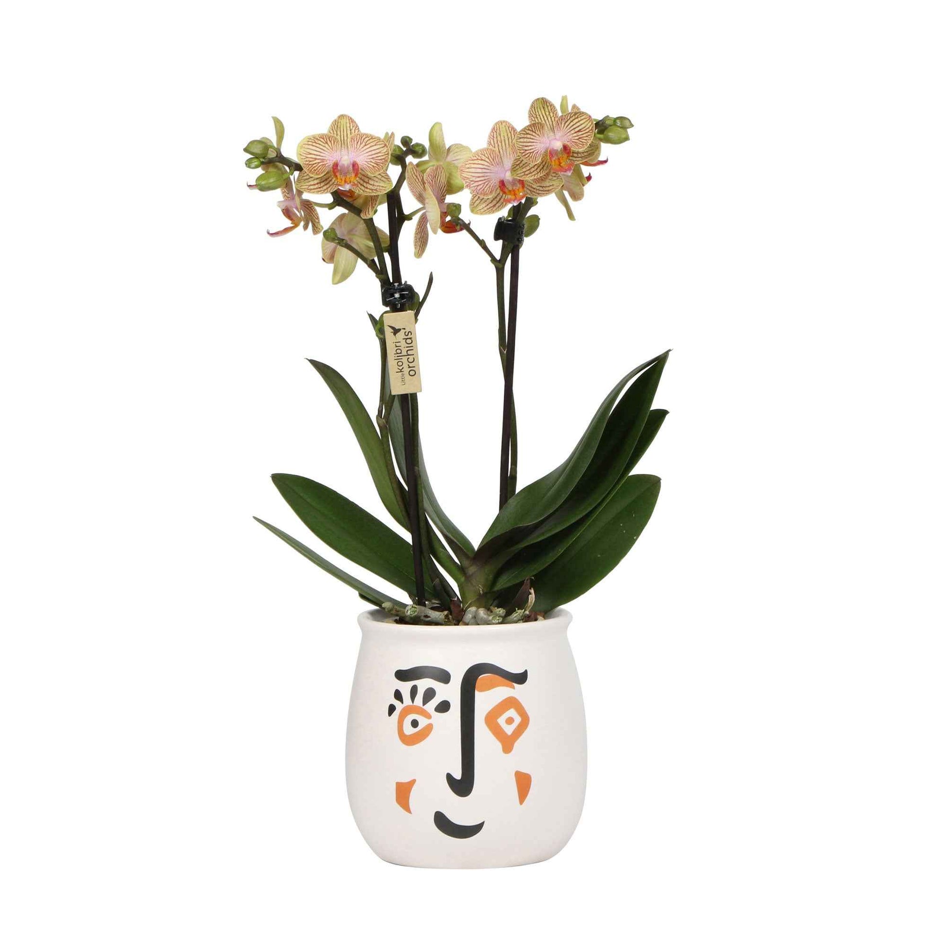 Orchidée papillon Phalaenopsis 'Trento' Orangé avec pot décoratif - Orchidée - Phalaenopsis