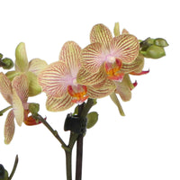 Orchidée papillon Phalaenopsis 'Trento' Orangé avec pot décoratif - Orchidées