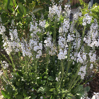 Véronique Veronica 'Tissington White' - Biologique blanc - Arbustes à papillons et plantes mellifères