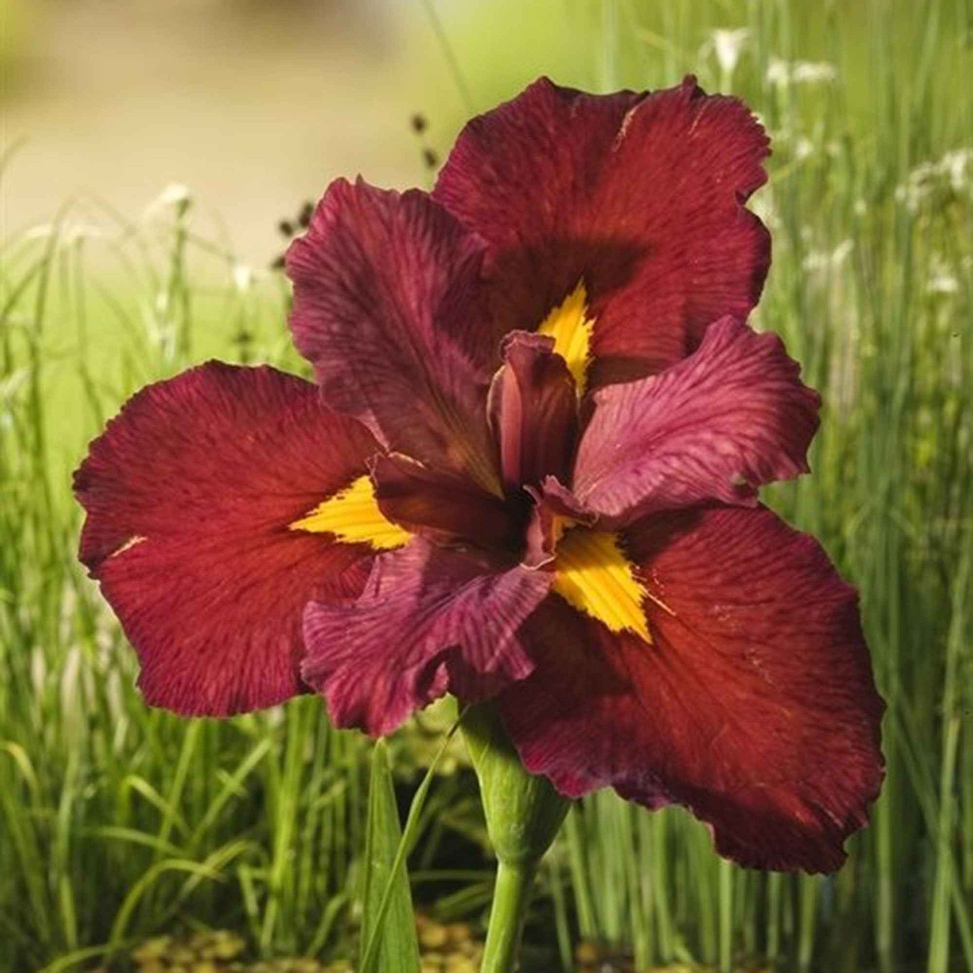 Lys aquatique rouge Iris 'Ann Chowing'rouge - Bassin naturel