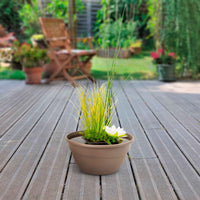 Décorez votre bassin avec des plantes – Bakker.com