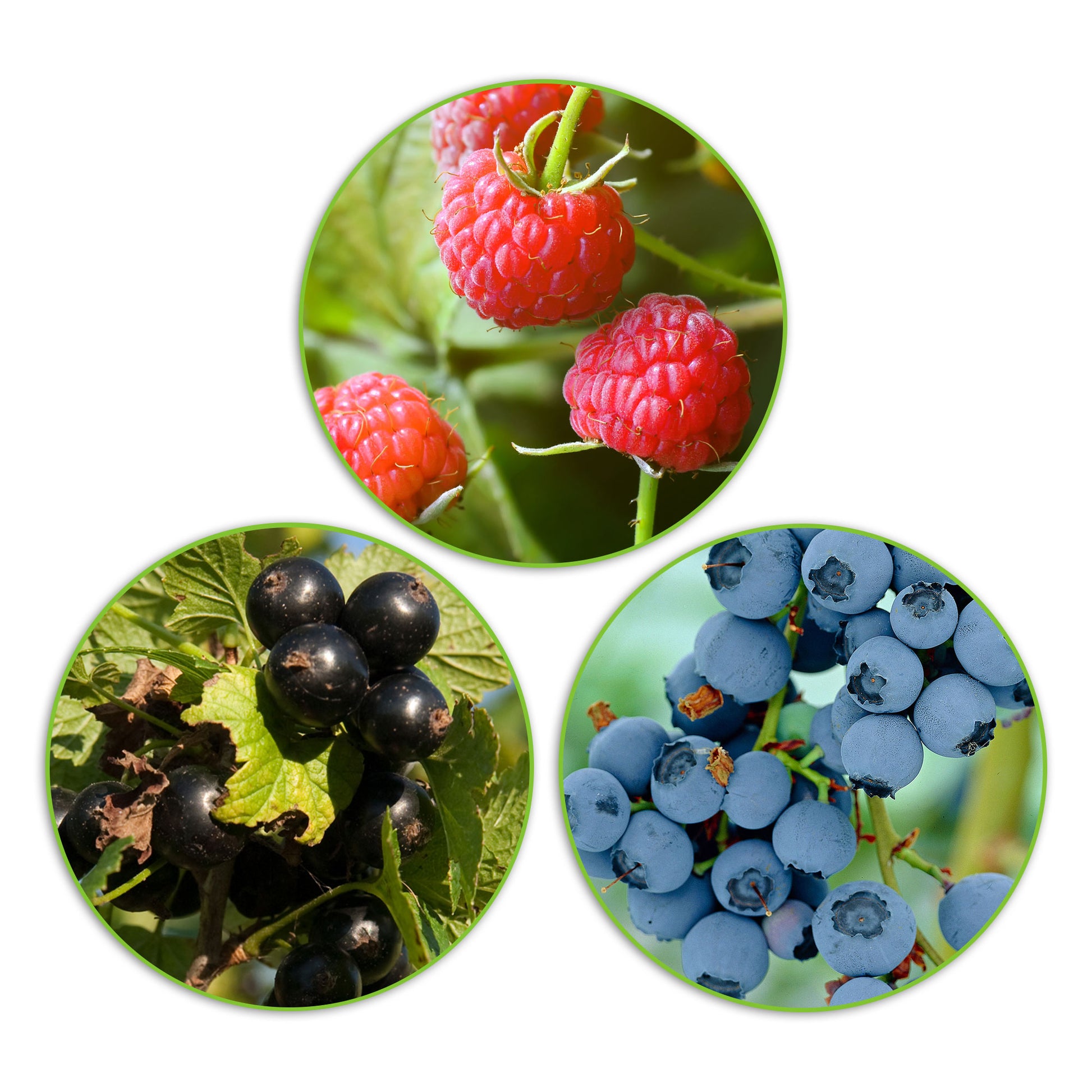 3x Arbuste fruitier cassis, framboisier nain, myrtillier - Caractéristiques des plantes