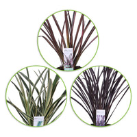 3x Lin de Nouvelle-Zélande Phormium - Mélange 'Herbe exotique' - Caractéristiques des plantes