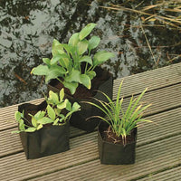 Sachet de plantes aquatiques - Rond - Entretien plantes aquatique