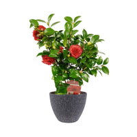 Camélia Camellia japonica 'Black Lace' rouge avec cache-pot - Arbustes