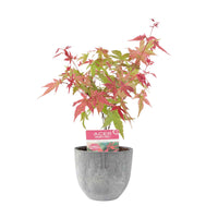 Érable du Japon Acer 'Beni-maiko' rose-rouge avec cache-pot - Arbustes fleuris