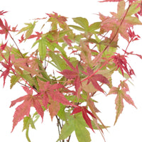Érable du Japon Acer 'Beni-maiko' rose-rouge avec cache-pot - Caractéristiques des plantes