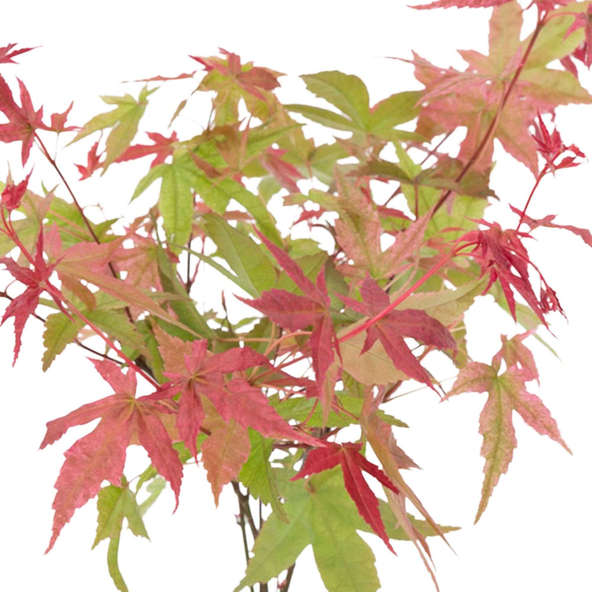 Érable du Japon Acer 'Beni-maiko' rose-rouge avec cache-pot - Caractéristiques des plantes
