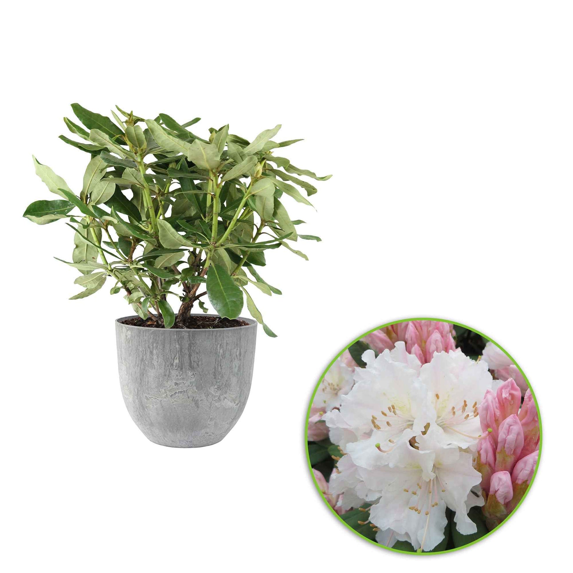 Rhododendron 'Cunningham's White' blanc avec cache-pot - Arbustes fleuris