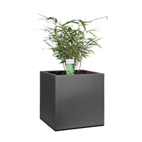 2 Bambou Fargesia rufa avec cache-pot noir - Caractéristiques des plantes