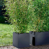 2 Bambou Fargesia rufa avec cache-pot noir - Bambou
