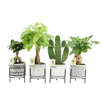 4x Plantes d'intérieur asiatiques - Mélange 'Green paradise' avec cache-pots - Ensembles de plantes d'intérieur