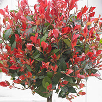 Photinia Photinia 'Red Robin' sur tige vert-rouge - Arbustes à feuillage persistant