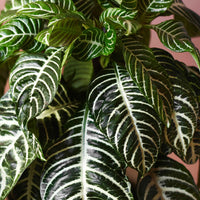 Plante zèbre Aphelandra 'Botanica' Vert-Blanc - Plantes d'intérieur