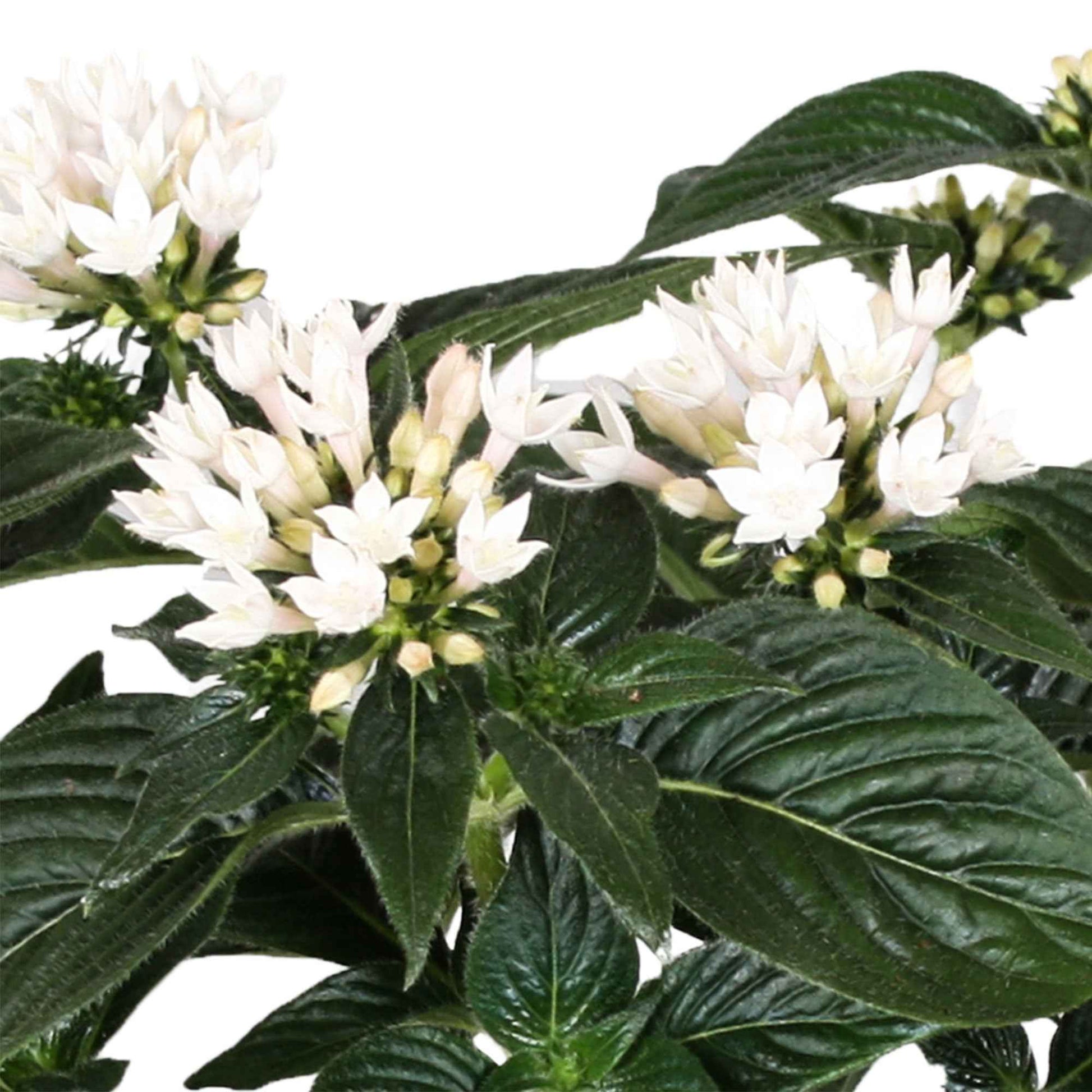 Pentas 'Starcluster' Blanc - Petites plantes d'intérieur
