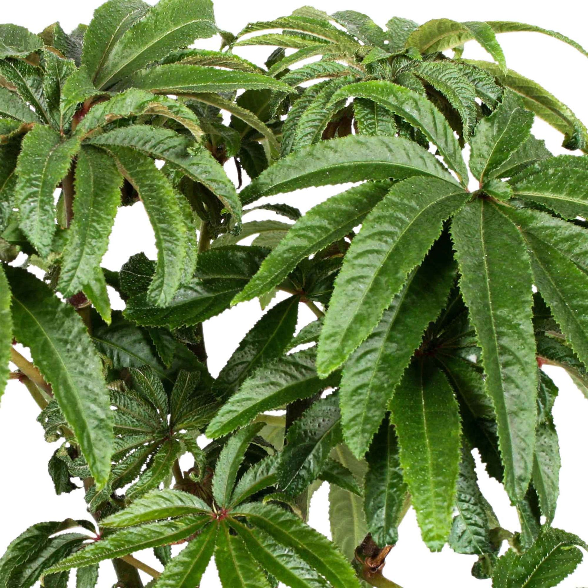 Bégonia Begonia luxurians - Plantes d'intérieur