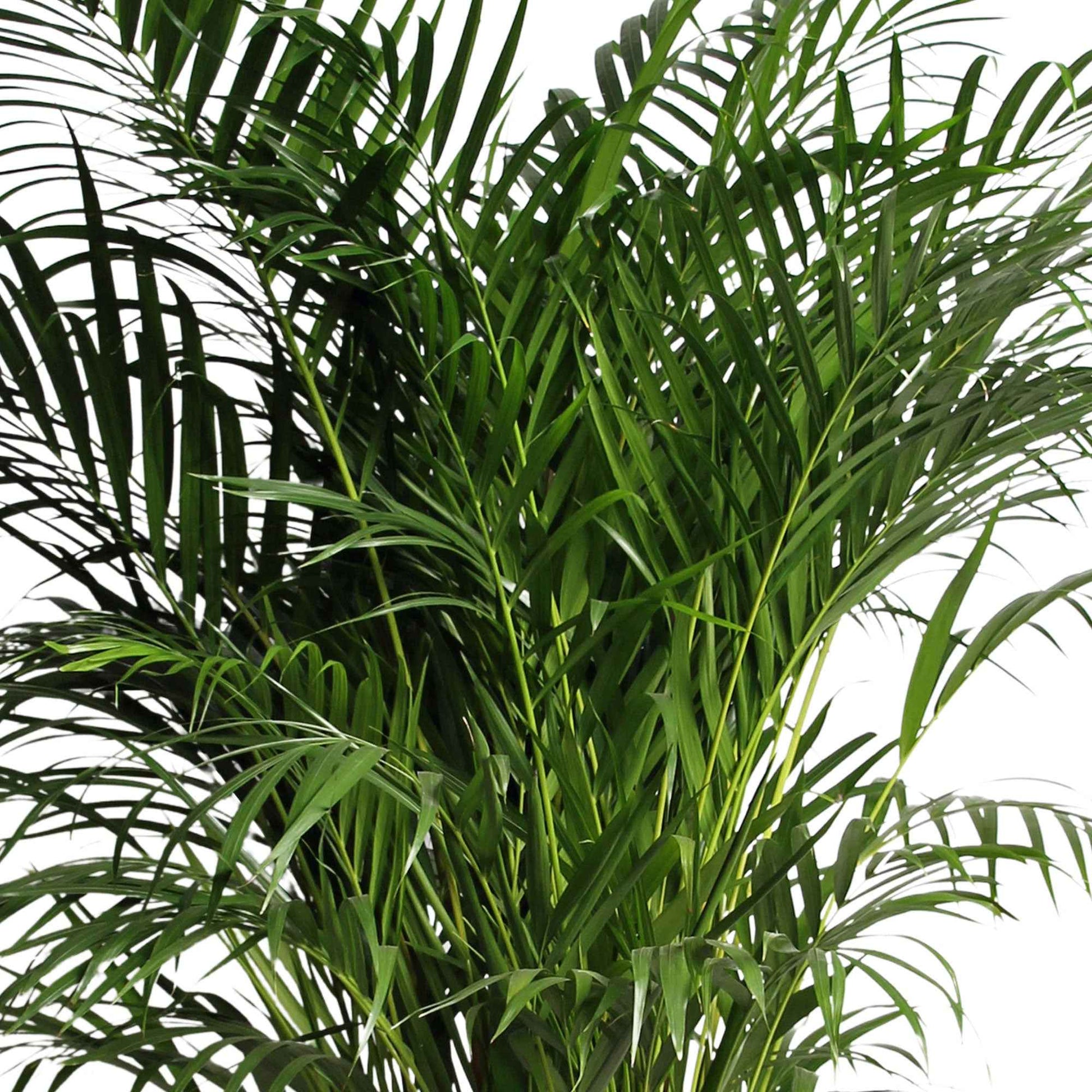 Palmier Aréca Dypsis lutescens Panier XL inclus panier en feuilles de palmier - Grandes plantes d'intérieur