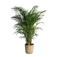 Palmier Aréca Dypsis lutescens Panier XL inclus panier en feuilles de palmier - Ensembles de plantes d'intérieur