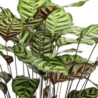 Calathéa makoyana avec panier - Grandes plantes d'intérieur