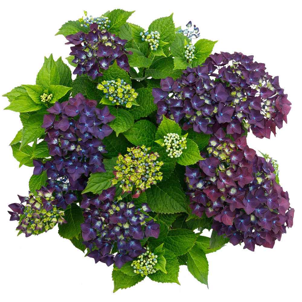Hortensia 'Forever & Ever' violet - Arbustes fleuris