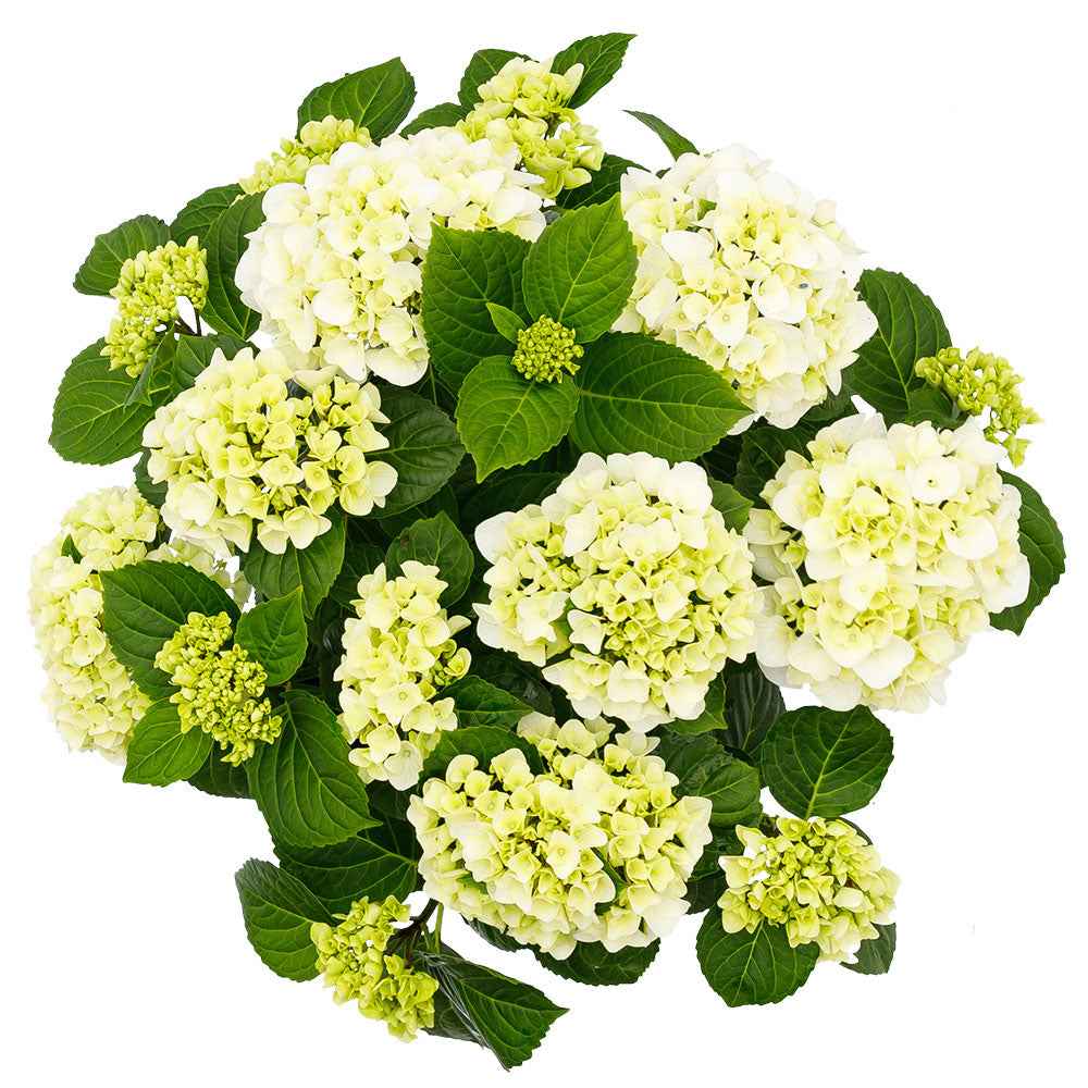 Hortensia 'Forever & Ever' blanc - Arbustes
