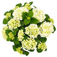 Hortensia 'Forever & Ever' blanc - Arbustes fleuris