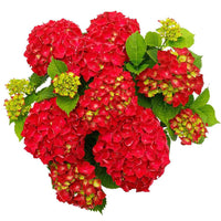 Hortensia 'Forever & Ever' Rouge - Arbustes fleuris
