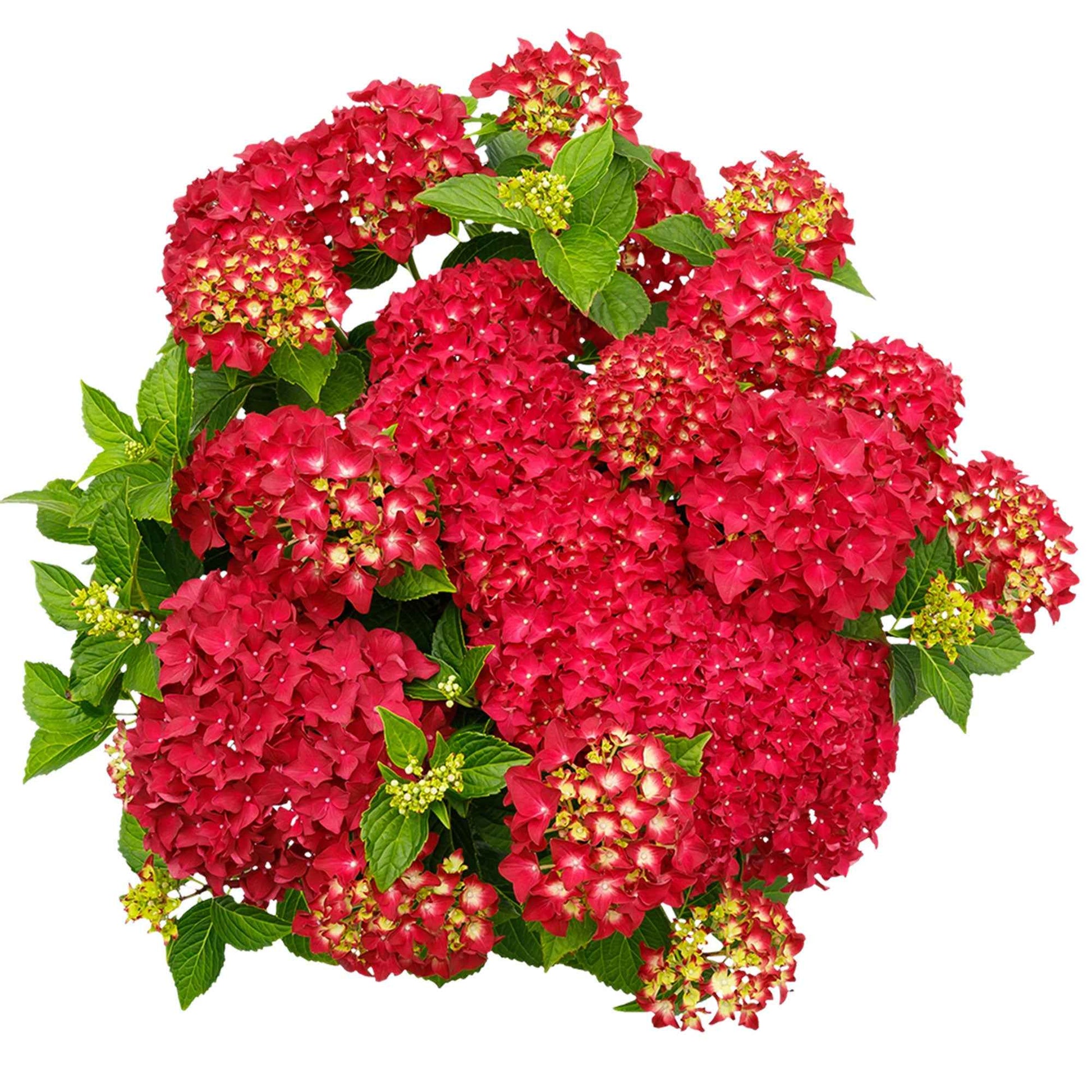 Hortensia Hydrangea 'Red Reggae' Rouge - Arbustes