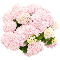Hortensia Hydrangea 'Soft Pink Salsa' Rose - Arbustes