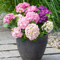 Hortensia Hydrangea 'Three Sisters Pastell' Bleu-Rose-Blanc - Espèces de plantes