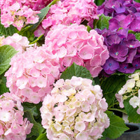 Hortensia Hydrangea 'Three Sisters Pastell' Bleu-Rose-Blanc - Arbustes à fleurs