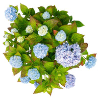 Hortensia Hydrangea 'The Original Blue' Bleu - Arbustes à fleurs