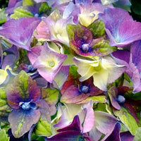 Hortensia Hydrangea 'Royalty Lady Mata Hari' Bleu - Arbustes