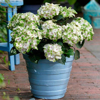 Hortensia Hydrangea 'Noblesse' Blanc-Vert - Arbustes