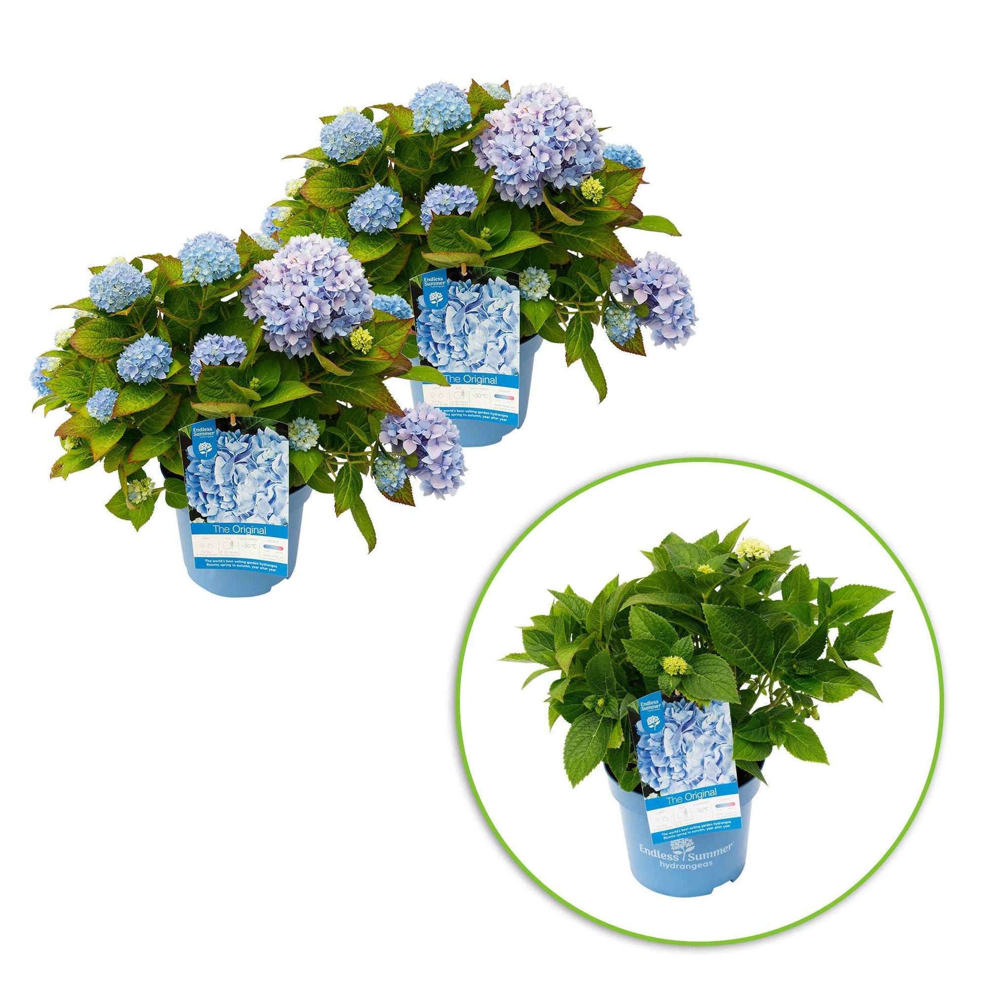 Hortensia Hydrangea 'The Original Blue' Bleu - Arbustes fleuris