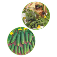 Paquet de cornichons Cucumis 'Cornichons folichons' 11,5 m² - Semences de légumes - Concombres et Cornichons