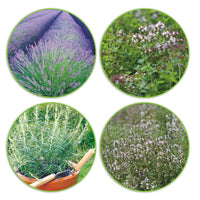 Paquet d'herbes aromatiques 'Superbes herbes' - Biologique 44 m² - Semences d’herbes - Graines