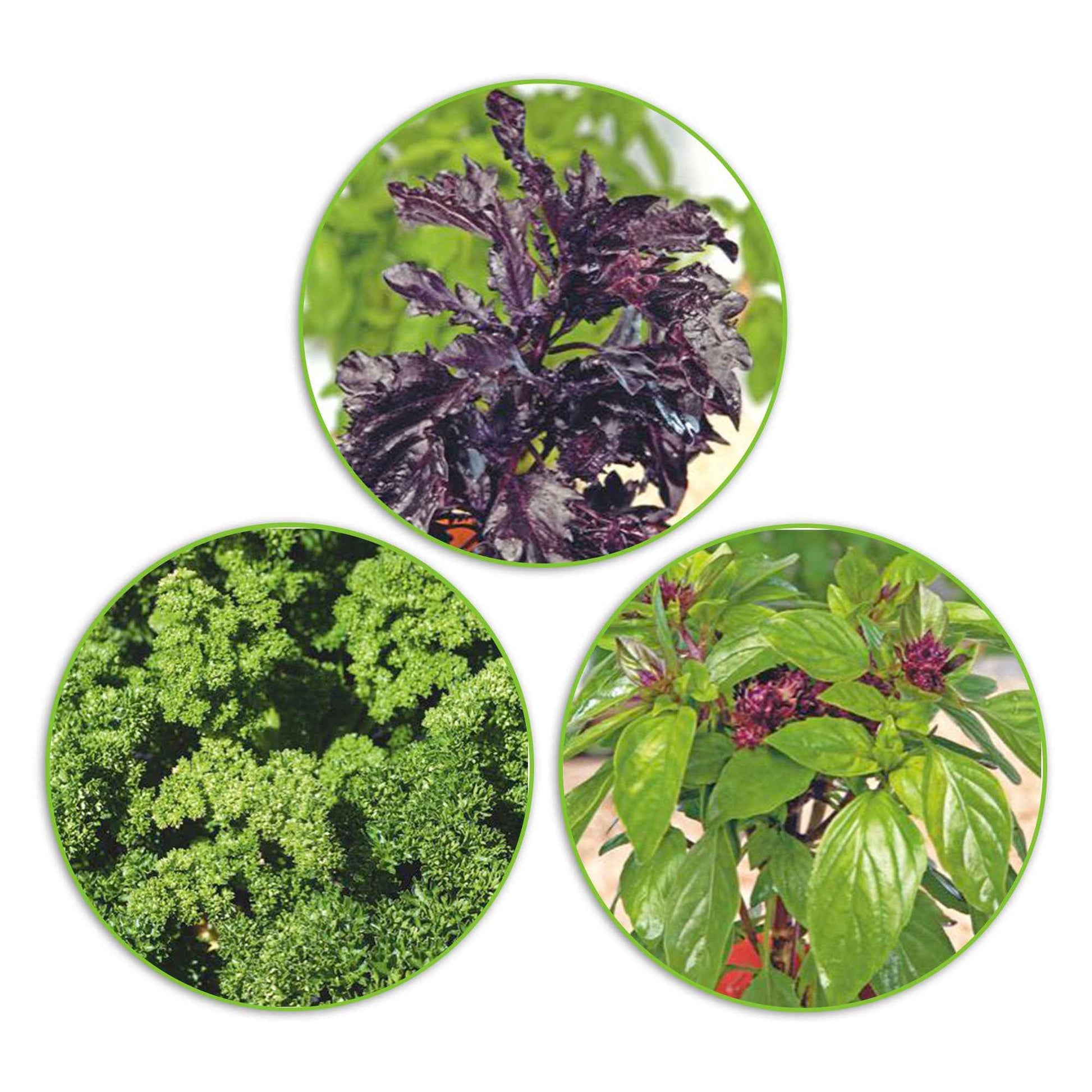 Paquet d'herbes aromatiques 'Plantes succulentes' - Semences d’herbes - Graines