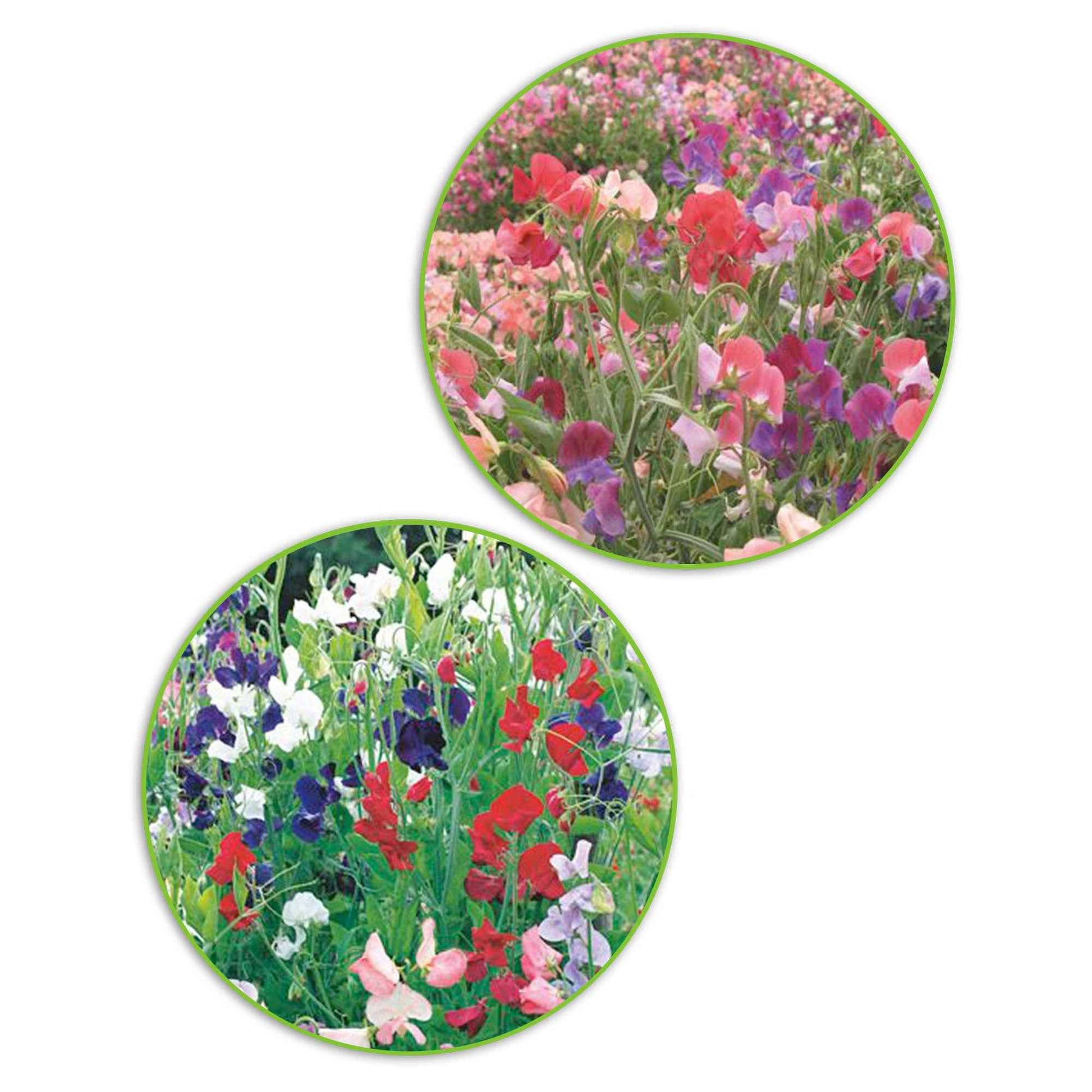 Paquet de pois de senteur Lathyrus 'Bouquet coquet' - Biologique 3 m² - Semences de fleurs - Graines