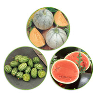 Paquet de melons 'Melons mignons' 21 m² - Semences de fruits - Fruits