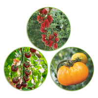 Paquet de tomates Solanum 'Tomates délicates' 7 m² - Semences de légumes - Graines