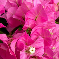 Bougainvillea hybride 'Vera Deep Purple' rose - Caractéristiques des plantes