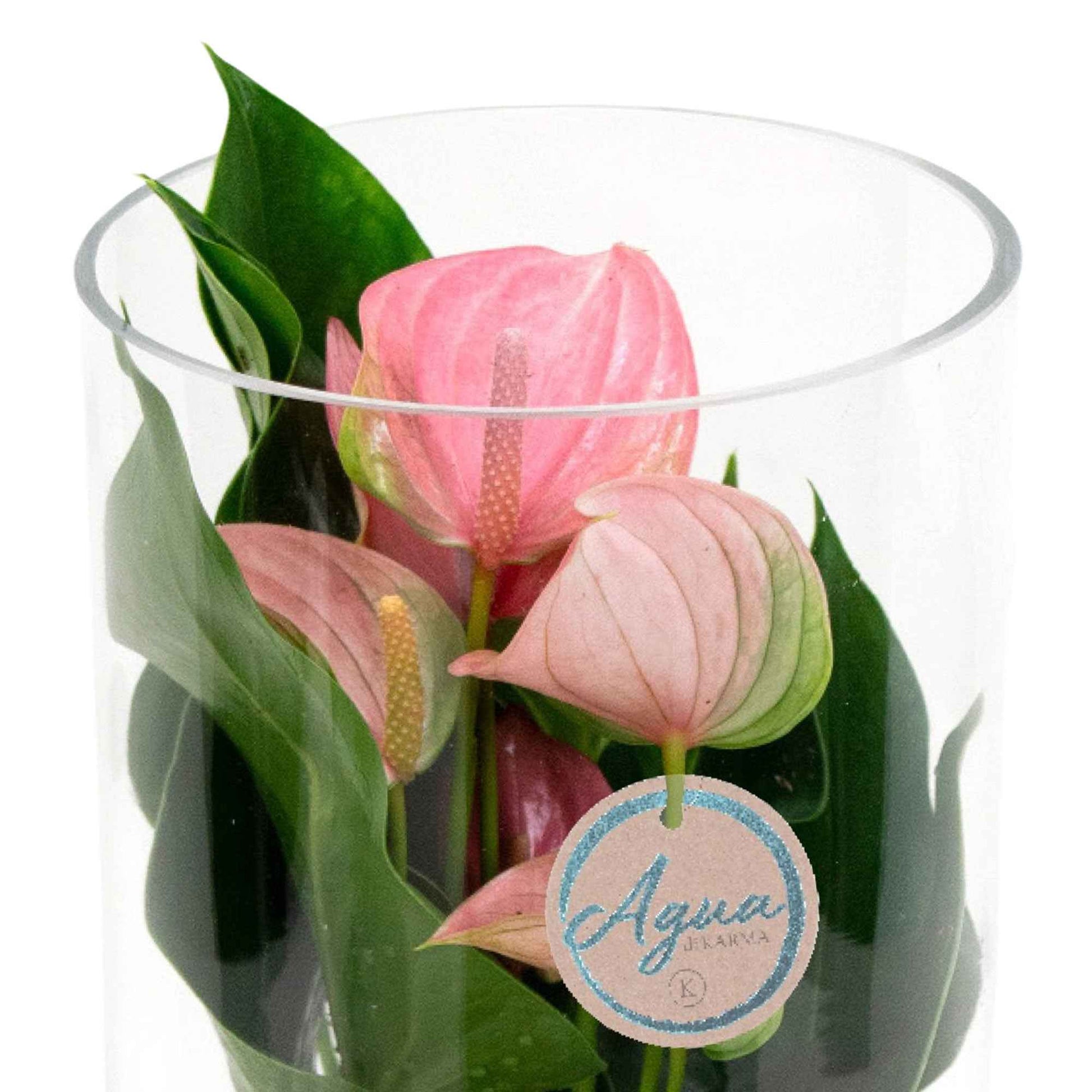 Langue de feu Anthurium 'Joli Pink' Rose avec cache-pot en verre - Hydroponique