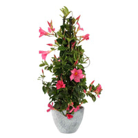 Jasmin du Chili Mandevilla piramide rose avec cache-pot gris - Caractéristiques des plantes