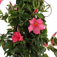 Jasmin du Chili Mandevilla piramide rose avec cache-pot gris - Fleurs d'été