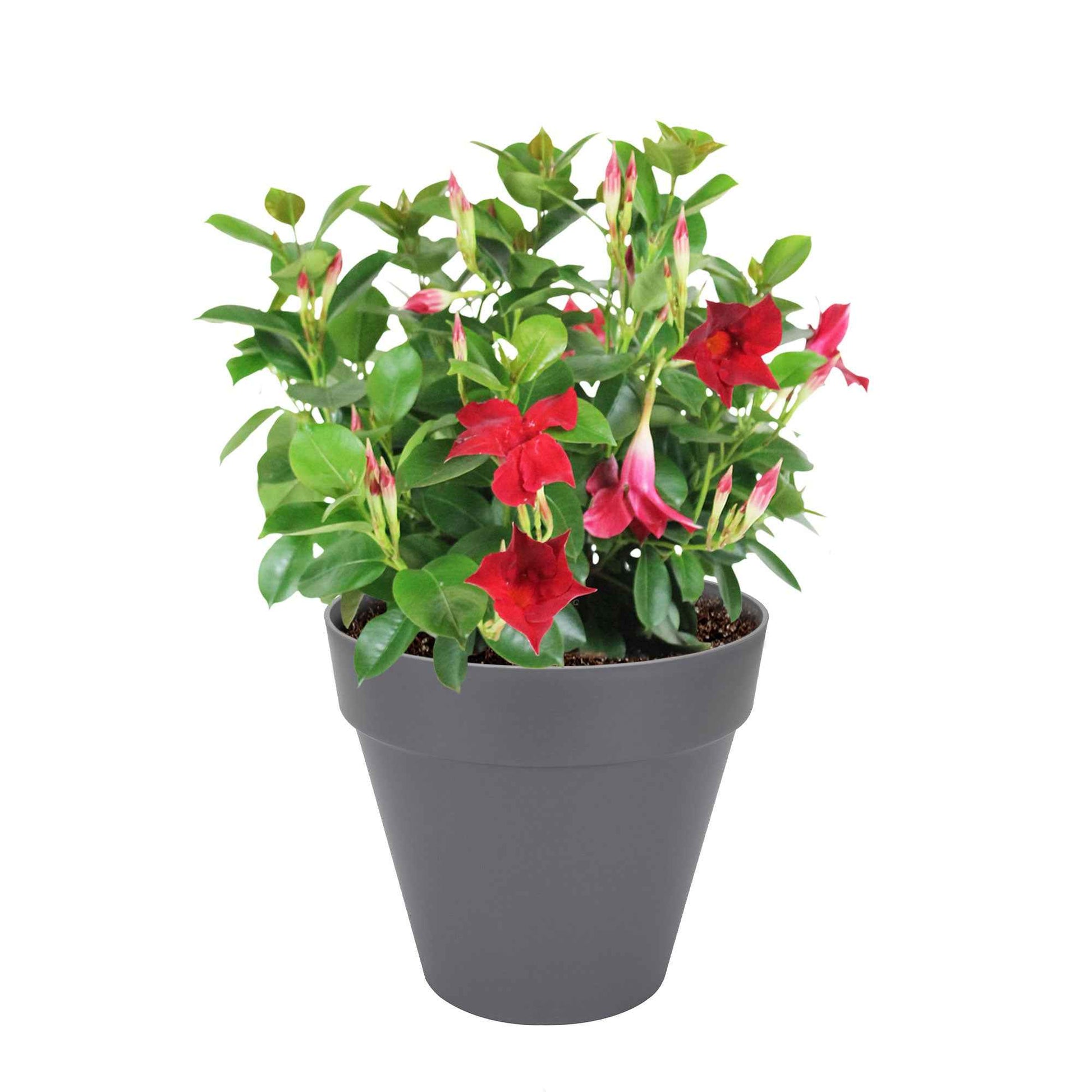Jasmin du Chili Mandevilla 'Vogue Audry' rouge avec cache-pot anthracite - Caractéristiques des plantes