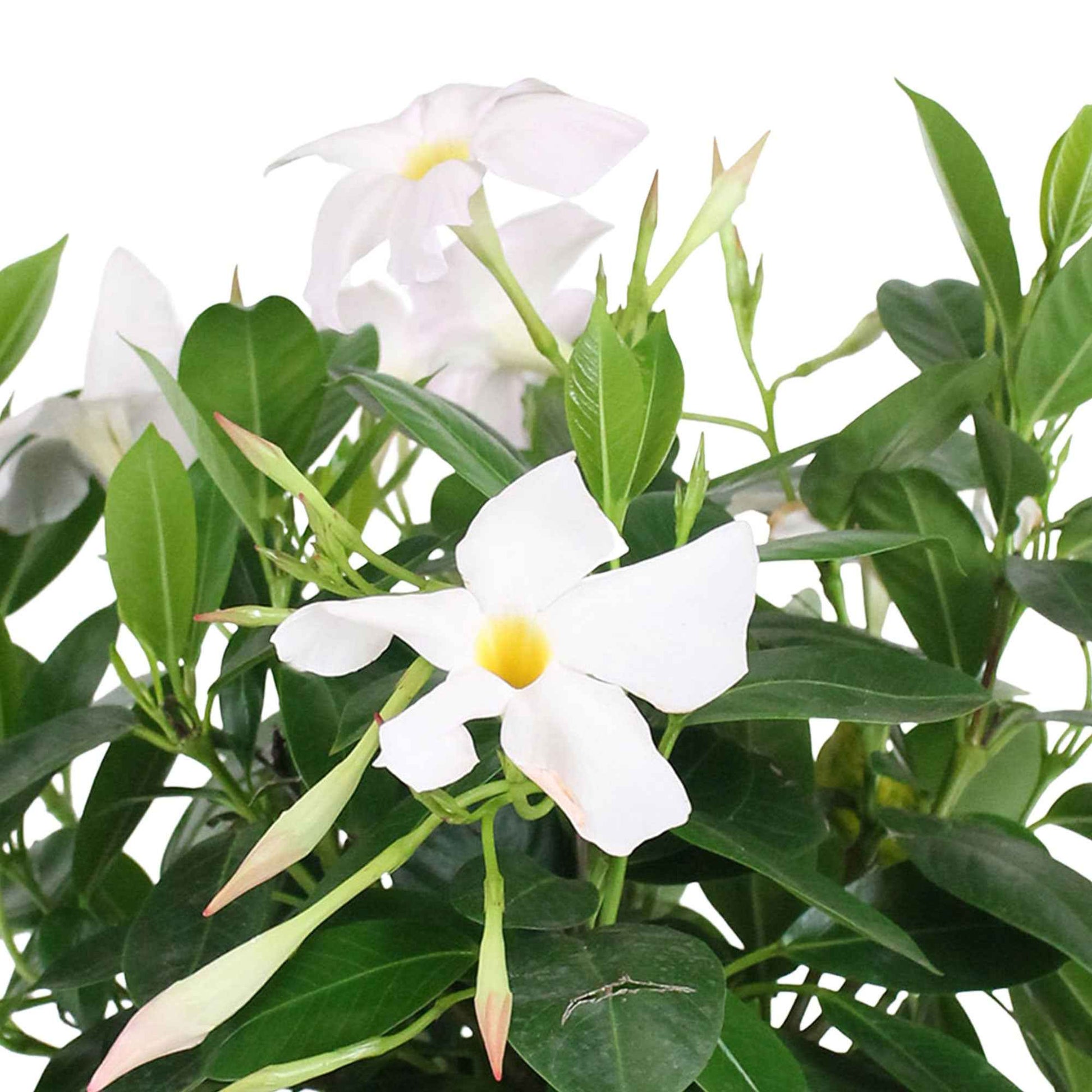 Jasmin du Chili Mandevilla 'Rio' blanc avec cache-pot gris - Fleurs d'été