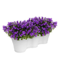 3x Campanule Campanula 'Ambella Intense Purple' violet avec jardinière blanc - Arbustes à papillons et plantes mellifères